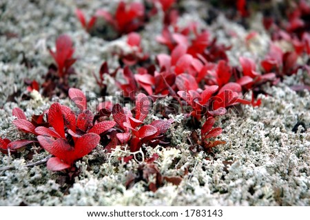 Arctic lichens and bearberry leaves during the Fall in Interior Alaska.
