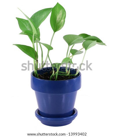 blue plant pots