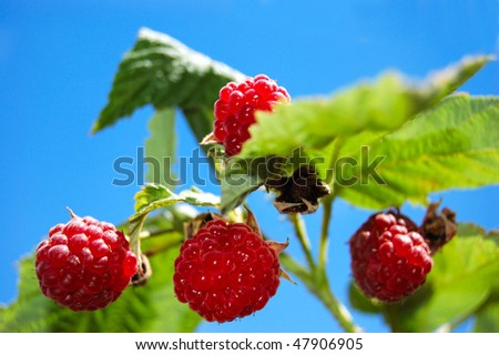Ripe raspberries ready to pick of the plant