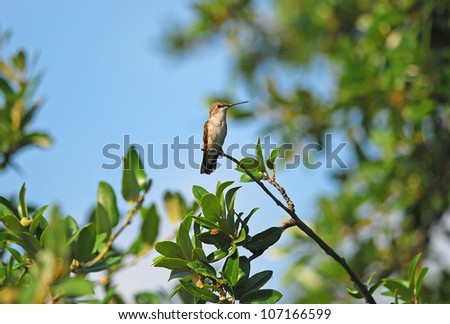 Female Ruby-throated hummingbird (Archilochus colubris) perched on branch in Live Oak Tree.