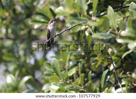 Female Ruby-throated hummingbird (Archilochus colubris) taking a nap on branch of Live Oak Tree.