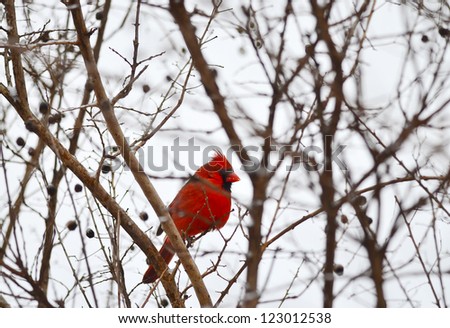 Northern Cardinal (Cardinalis cardinalis) perched in tree on day of snow and ice.  No leaves on tree and cold gray sky.