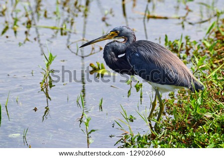 Tricolored Heron (Egretta tricolor) wading in Florida Everglades swamp searching for food.