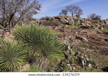 Rugged Texas Landscape with Prickly Pear and Yucca in foreground of large granite slab with trees on top.  Springtime in Inks Lake State Park in Burnet County Texas.