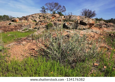 Rocky landscape with green vegetation -- flowers and blooming cactus in foreground and trees with new leaves in background.  Inks Lake State Park in Burnet County, Texas.