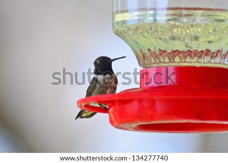 Male Ruby-throated Hummingbird (Archilochus colubris) perched on red hummingbird feeder.