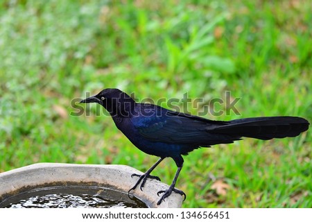 Bright yellow eyes draw attention to Boat-tailed Grackle (Quiscalus major) on bird bath with soft background.