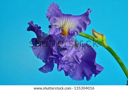 Delicate curled and frilly edges of purple iris against pale blue sky make a nearly perfect flower picture.  Plenty of copy space.