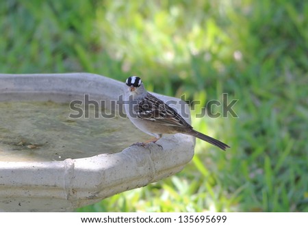 White-crowned Sparrow (Zonotrichia leucophrys) drinking from birdbath at bird feeding station in Central Texas.