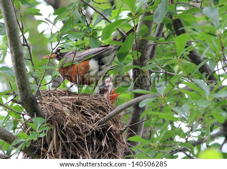 American Robin (Turdus migratorius) on nest with new-born babies stretching necks with beaks wide open begging for food.