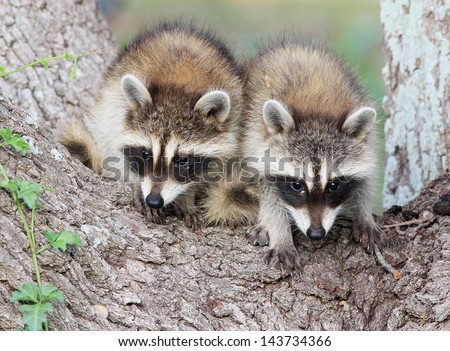 Two baby raccoons, called \