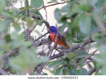 Brightly colored male Painted Bunting (Passerina ciris) perched on perched in live oak tree with strong back light.
