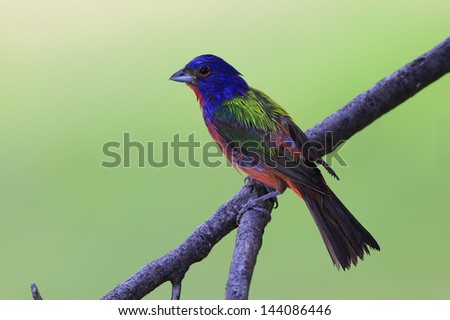 Painted Bunting (Passerina ciris) perched on branch of oak tree with feathers still wet from playing in lawn sprinkler on hot summer day in Central Texas.  Selective focus with soft green background.
