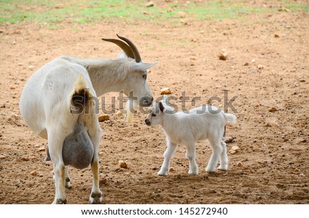 Nanny Goat (mother) with newborn kid.  Large, milk-filled udder and hungry baby.