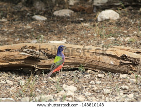 Colorful Male Painted Bunting (Passerina ciris)  practically glows as it feeds in bright sunlight near dead log at bird feeding station in South Llano River State Park in Texas Hill Country.
