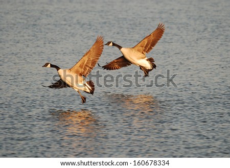 Pair of Canada Geese (Branta canadensis) touching down on lake in golden glow of setting sun with reflections on water.