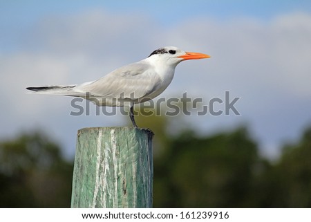 Royal Tern (Thalasseus maximus) perched on piling in Florida Everglades.   factoid:  This bird will always perch facing into the wind.