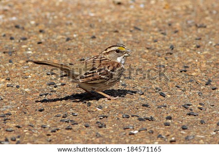 White-throated Sparrow (Zonotrichia albicollis) picking sunflower seeds from concrete patio.