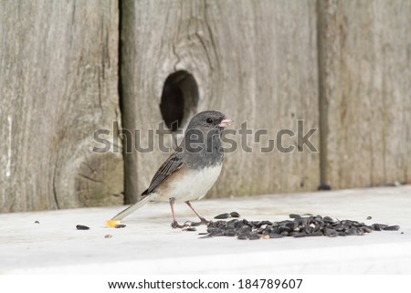 Dark-eyed Junco (Junco hyemalis) with seed in beak as it feeds on sunflower seeds spread on white stone slab with old wooden fence in background.  Dark hole in old wooden fence for added interest.