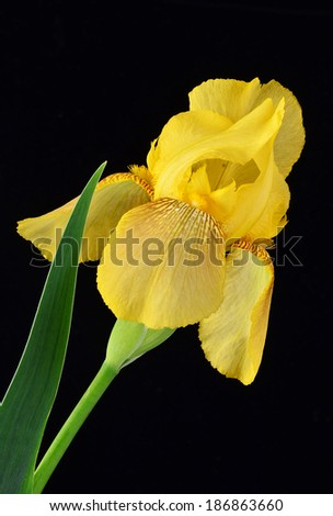 Closeup of bloom of yellow iris against black background with green stalk and leave.