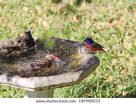 Brightly colored male Painted Bunting (Passerina ciris) watches as cardinal and sparrow splash in birdbath.