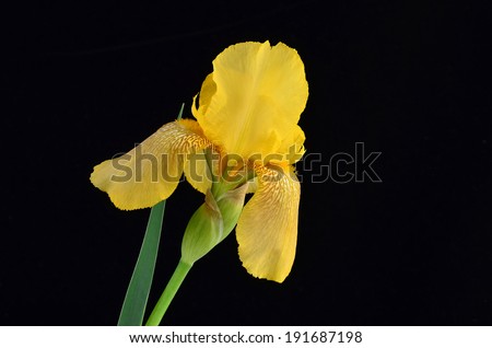 Floral still life with Delicate petal of yellow iris against black background