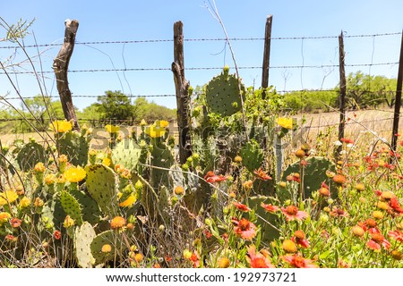 Soft, Late-day light on colorful wild flowers and prickly pear cactus against rusted old barbed wire fence around pasture in Texas Cattle Country.