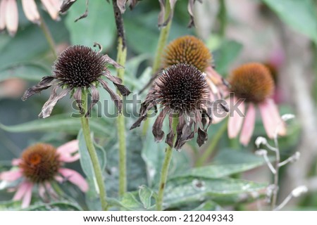 When the orange color of the center portion of the purple cone flower (Echinacea purpurea) turns black and leaves fall, it is ready for harvest.