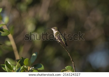 Female Ruby-throated Hummingbird (Archilochus colubris) perched on live oak branch with its tongue sticking out.