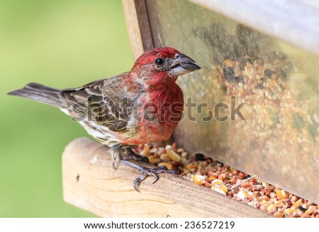Bright red of Male House Finch (Haemorhous mexicanus) on feeding station with sunflower seed in its beak.