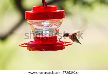 Selective focus on Male Ruby Throated Hummingbird (Archilochus colubris) feeding from red plastic nectar container with soft background.