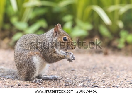 Eastern Gray Squirrel (Sciurus carolinensis) gathering dropped seeds from backyard bird feeder.  Profile of squirrel.