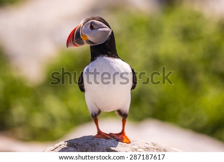 Closeup of cute Atlantic Puffin (Fratercula arctica) perched on stone peering into distance.