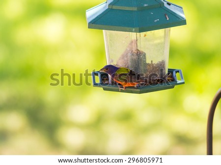 Selective focus on brightly colored Male Painted Bunting (Passerina ciris) perched on plastic bird feeder with soft green background.