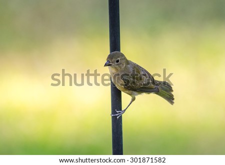 Female Painted Bunting (Passerina ciris) perched on metal rod with soft background.
