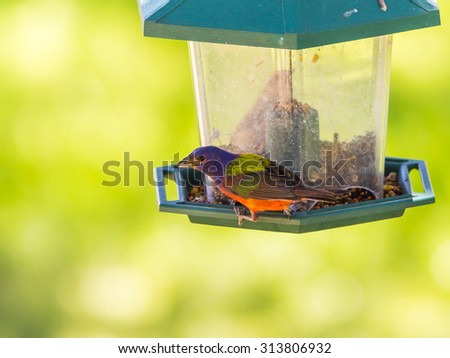 Closeup with Selective focus on brightly colored Male Painted Bunting (Passerina ciris) perched on plastic bird feeder with soft green background.