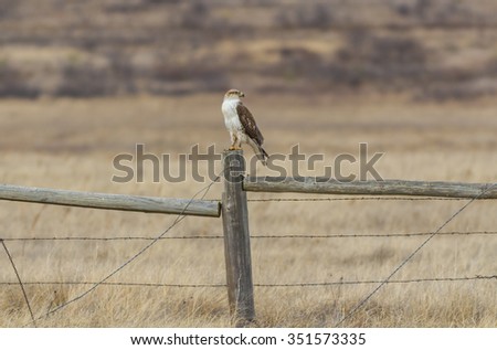 Ferruginous Hawk (Buteo regalis) perched on fence post in High Plains of West Texas near Muleshoe National Wildlife Refuge.