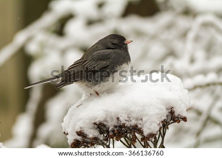Male Dark-eyed Junco (Junco hyemalis) perched on snow covered plant with dried seeds.