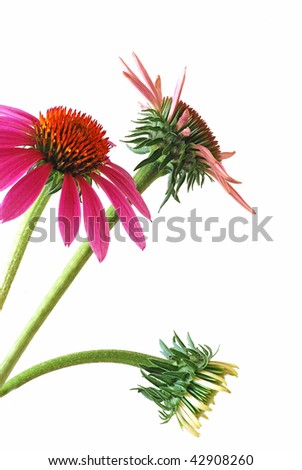 A vertical closeup of a cluster of cone flowers (echinacea) at different stages of development, isolated on white background.   It is a common medicinal herb for stimulating the immune system.