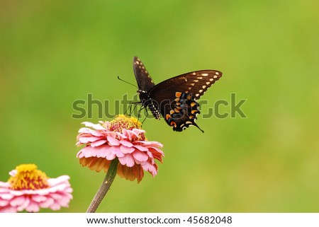This is a female Tiger Swallowtail Butterfly perched on a zenia isolated against a soft green background.