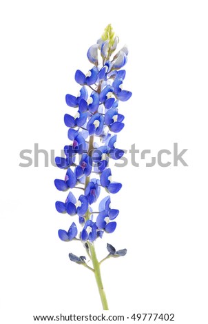 Texas Bluebonnet Clipart