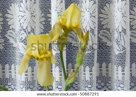 Elegant still life of a yellow iris (Iris pseudacorus) in blue ceramic pitcher in kitchen window with white lace curtains in background.  Also called a yellow flag.