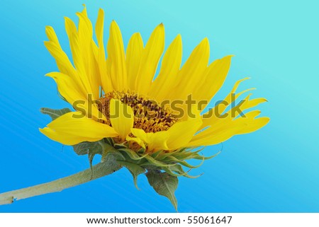 Unusual angle of sunflower (helianthus annuus) with gradient blue sky background.