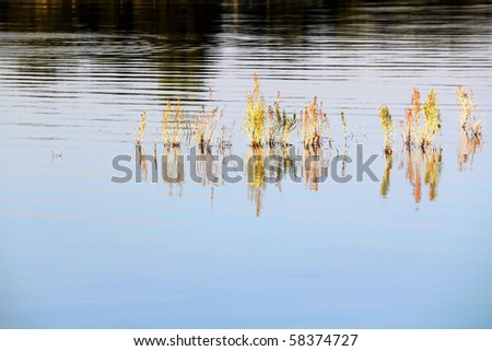 Warm, morning light on lake vegetation reflecting in calm water with ring of waves in background from fish jumping.