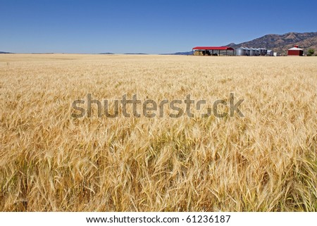 Golden grain of Idaho farm with red building, grain silo and blue sky to emphasize the field of oats.