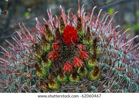Closeup of red flowers on barrel cactus in early stages of blooming.  Taken in Saguaro National Park near Tucson, Arizona in the Sonoran Desert.