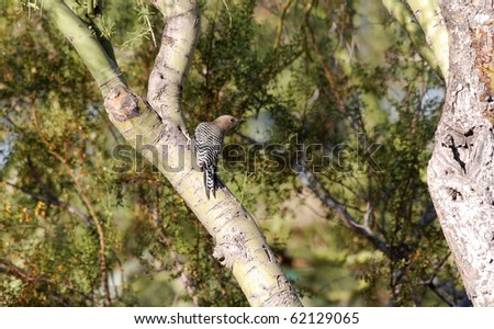 Female Gila Woodpecker on Palo Verde Tree in Desert Southwest -- sonoran desert, Arizona.