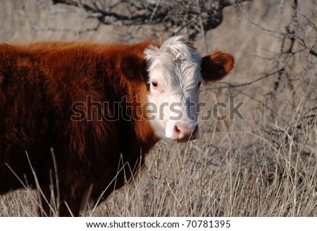 White Faced Hereford Cow in sparse underbrush on Central Texas Ranch in dry winter months.