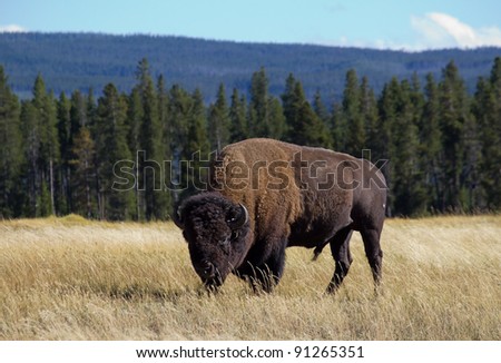 Large Bull Bison grazing in grassy meadow with trees and mountains in background in Yellowstone National Park in Wyoming.