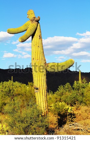 Saguaro Cactus looks like man with a tail.  Saguaro National Park in Sonoran Desert is home to Native Americans who believe ancestors inhabit the Saguaro Forest.  Near Tucson Arizona.